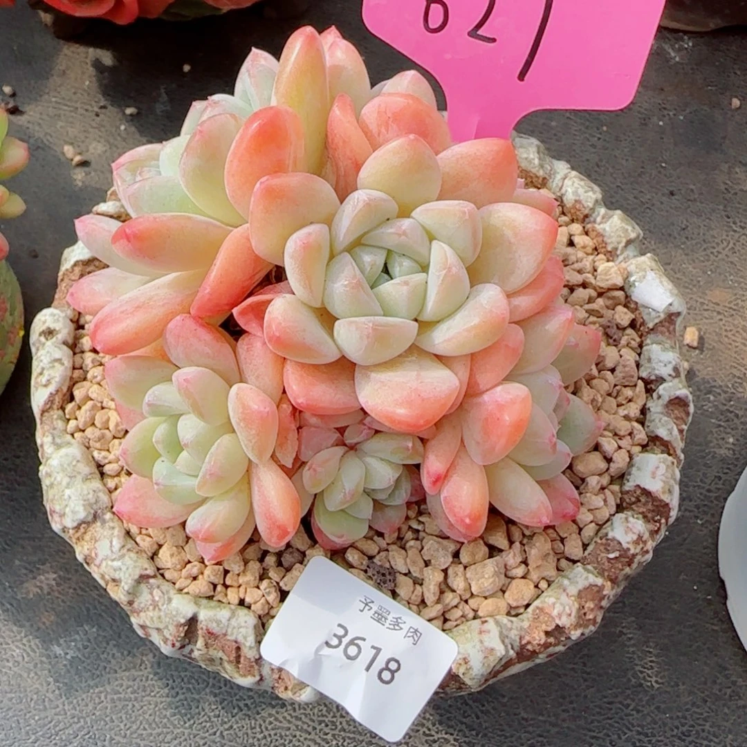 回***暮冰玉，3618多肉植物