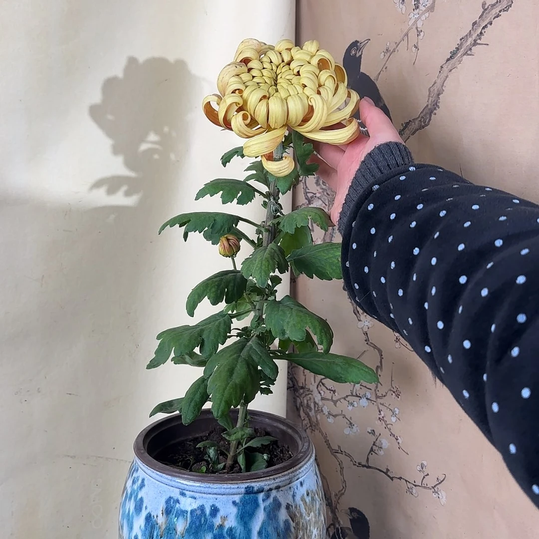 全部花朵T888888888