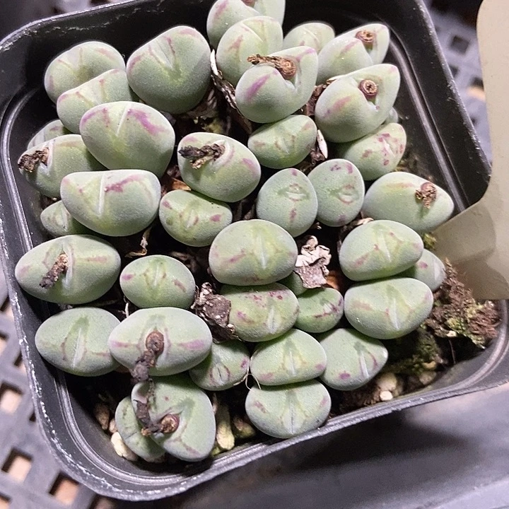 多肉植物口迪081多肉