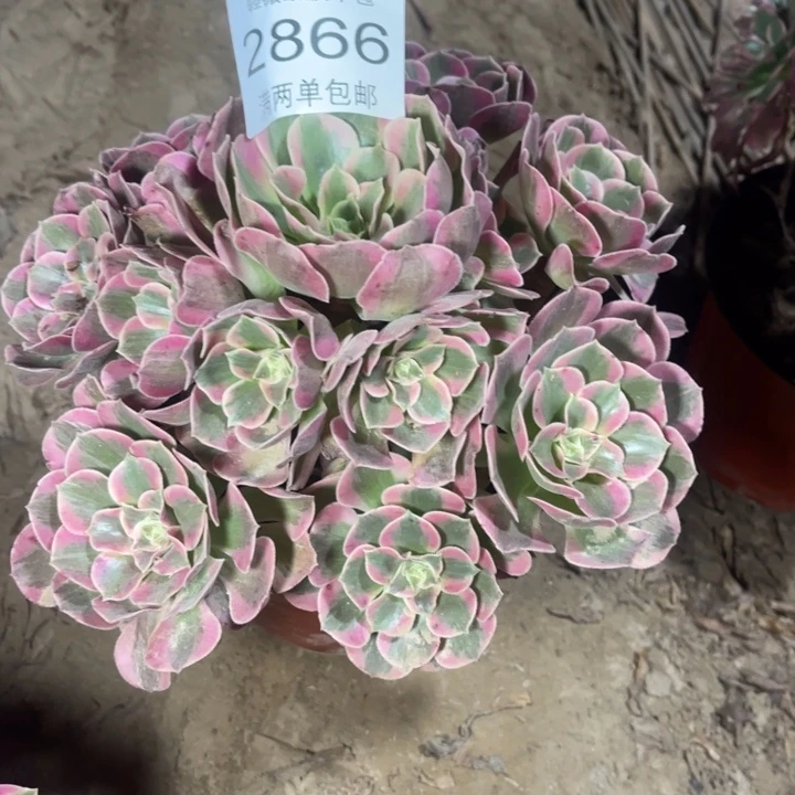 2866女郎的人多肉的