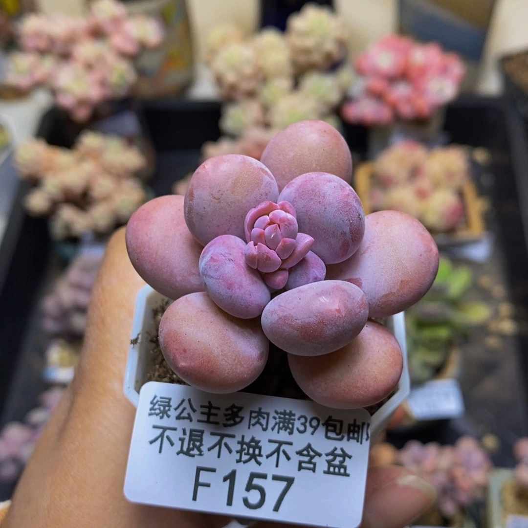 157蛋黄奶多肉3c m