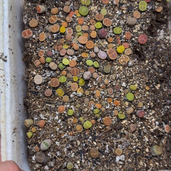 安***多肉植物的生长发育216