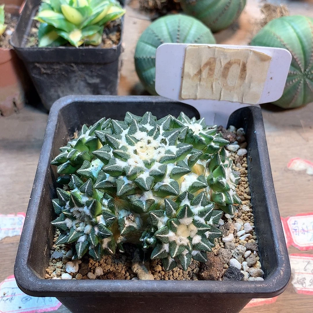 黑牡丹群苗接没根