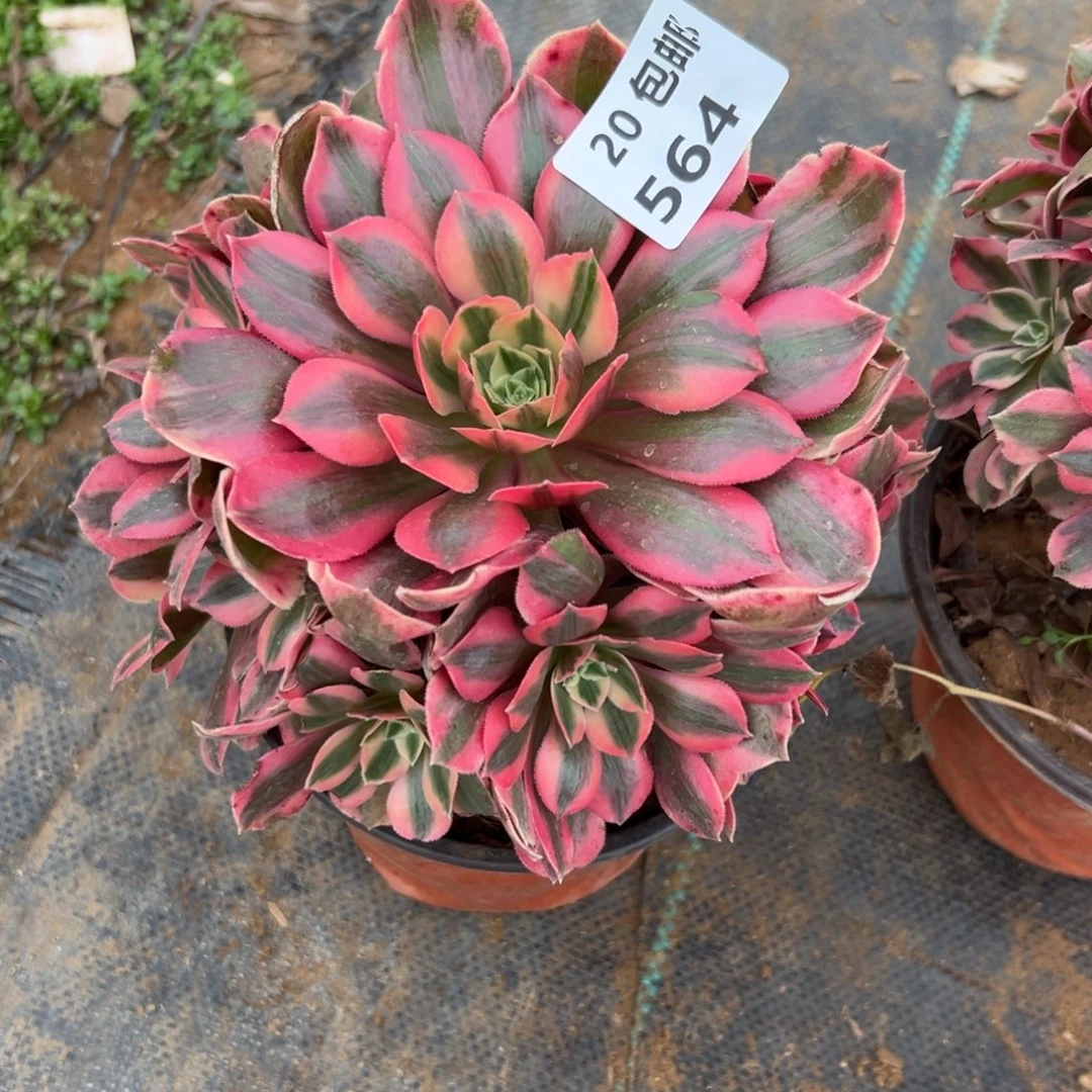 564女妖，满20包邮嘟叮熊