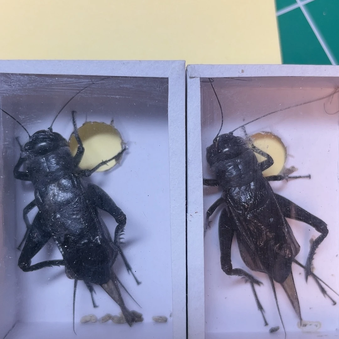 佰***豪木津门老刘黑虫精品大翅子翁头两只