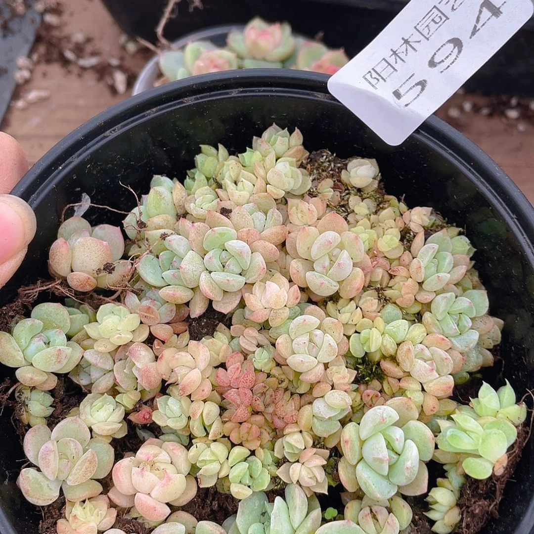 多肉植物多肉植物594