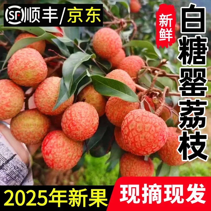 【顺丰空运】广东阳江白糖罂荔枝皮薄肉厚鲜甜当季新鲜水果5/10斤装