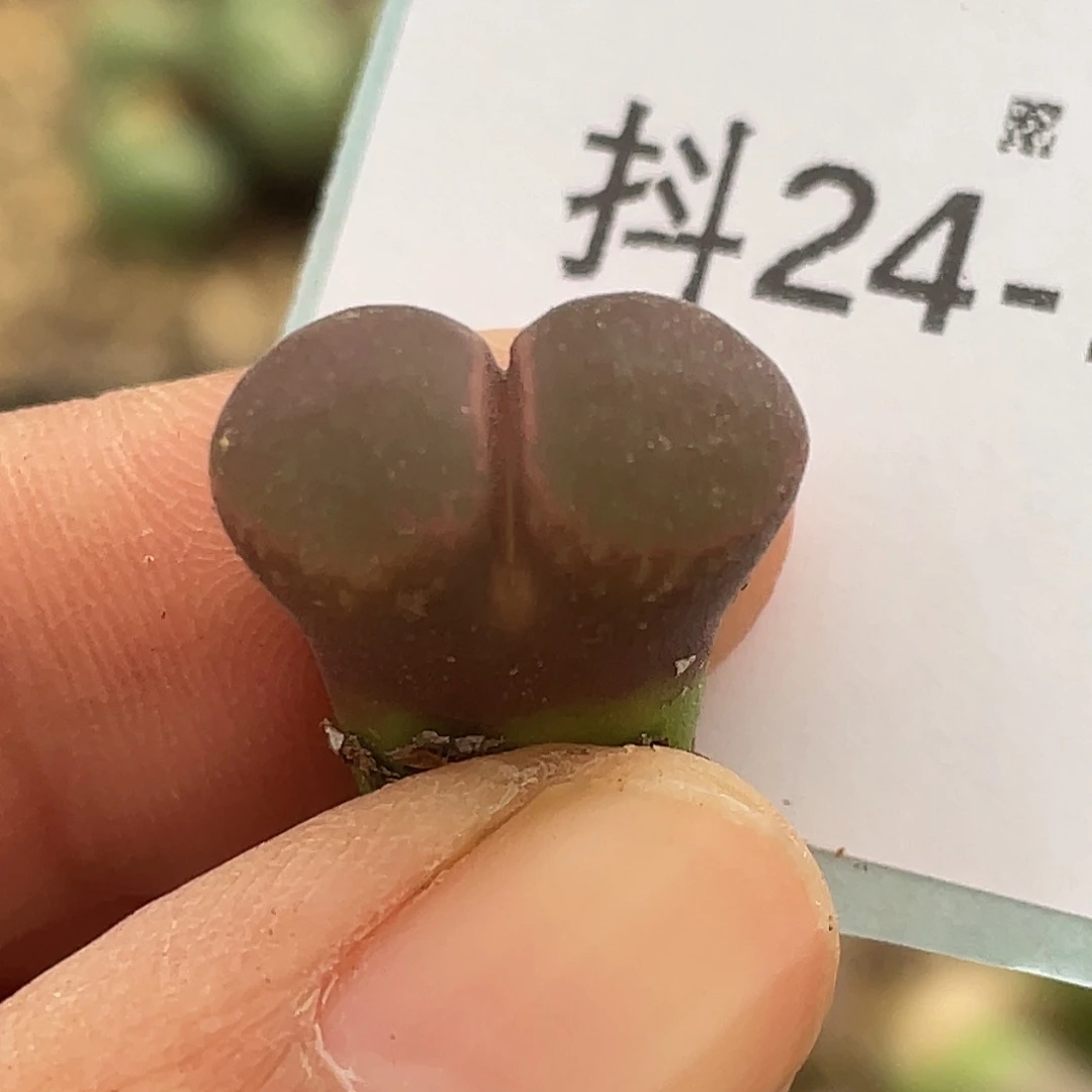 24-104风铃肉锥多肉植物