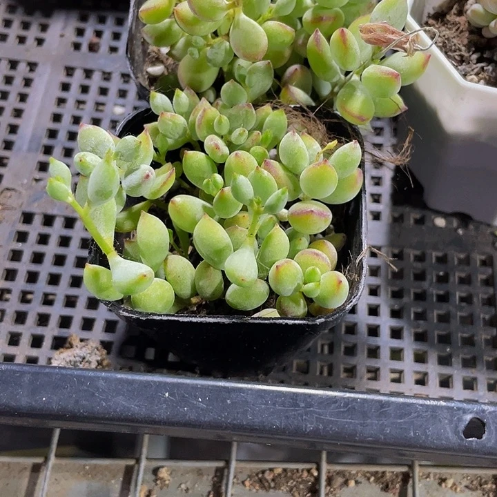 6.5方打磨带哦土发货