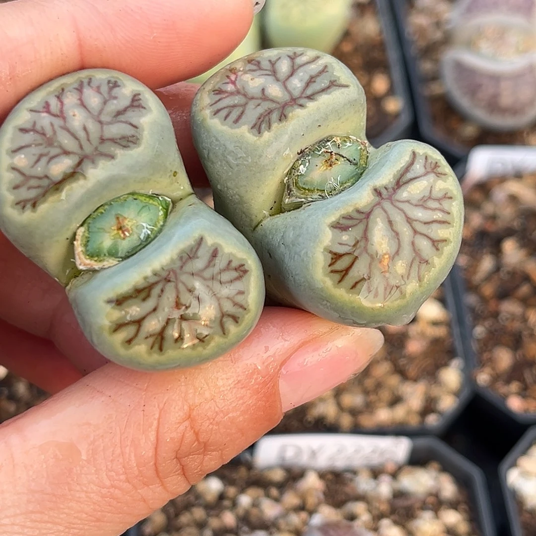 一物一拍菊母本2234红纹绿菊