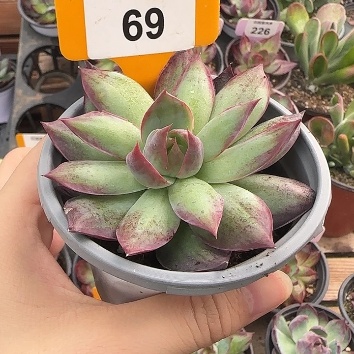 69 惊鸿仙子多肉植物