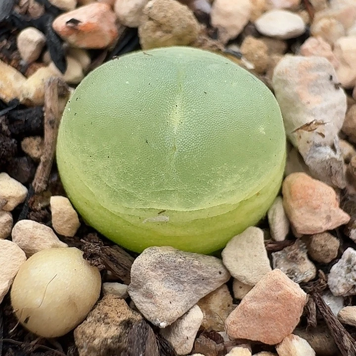 老马生石花1.4拉登1516