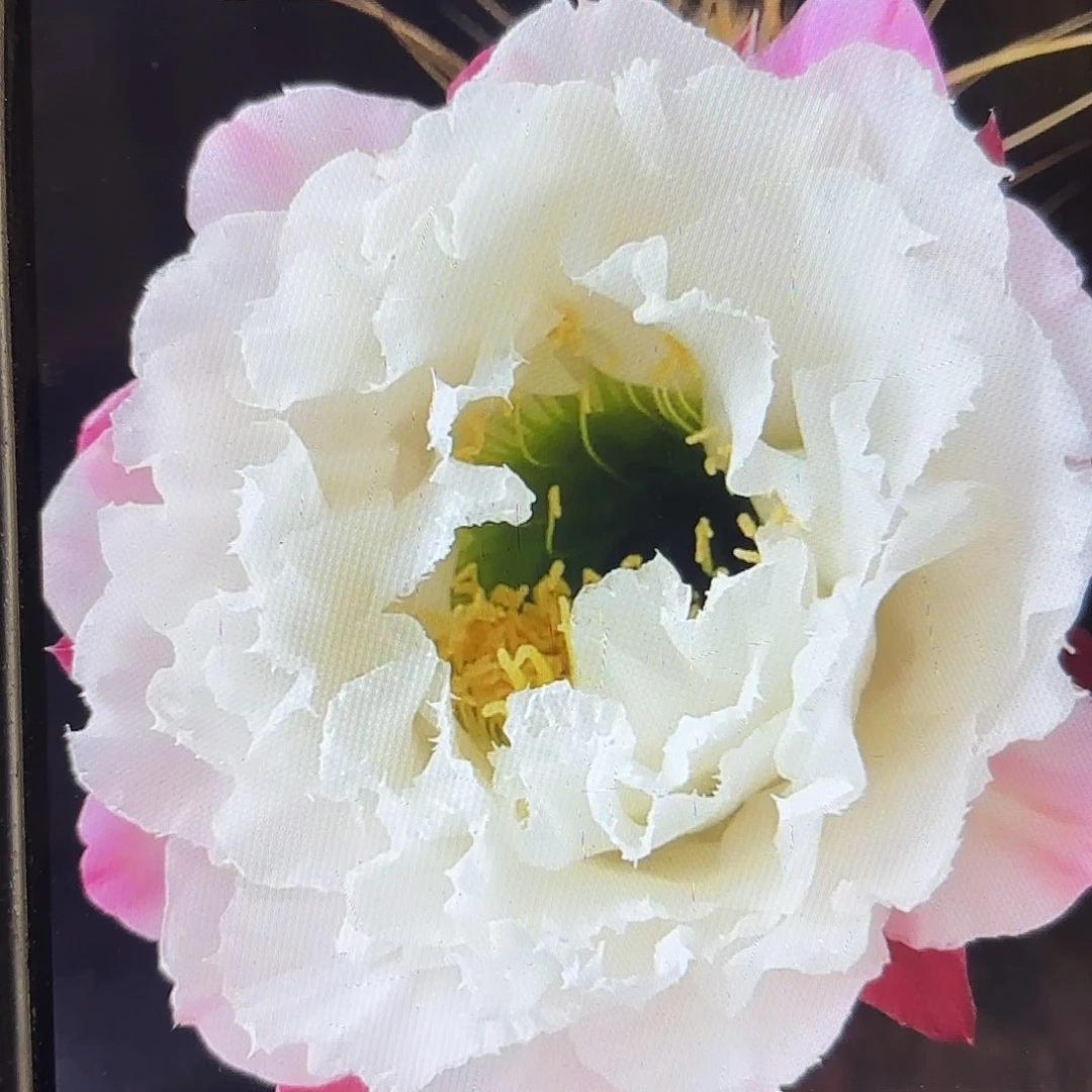 白牡丹毛侧牙20包邮