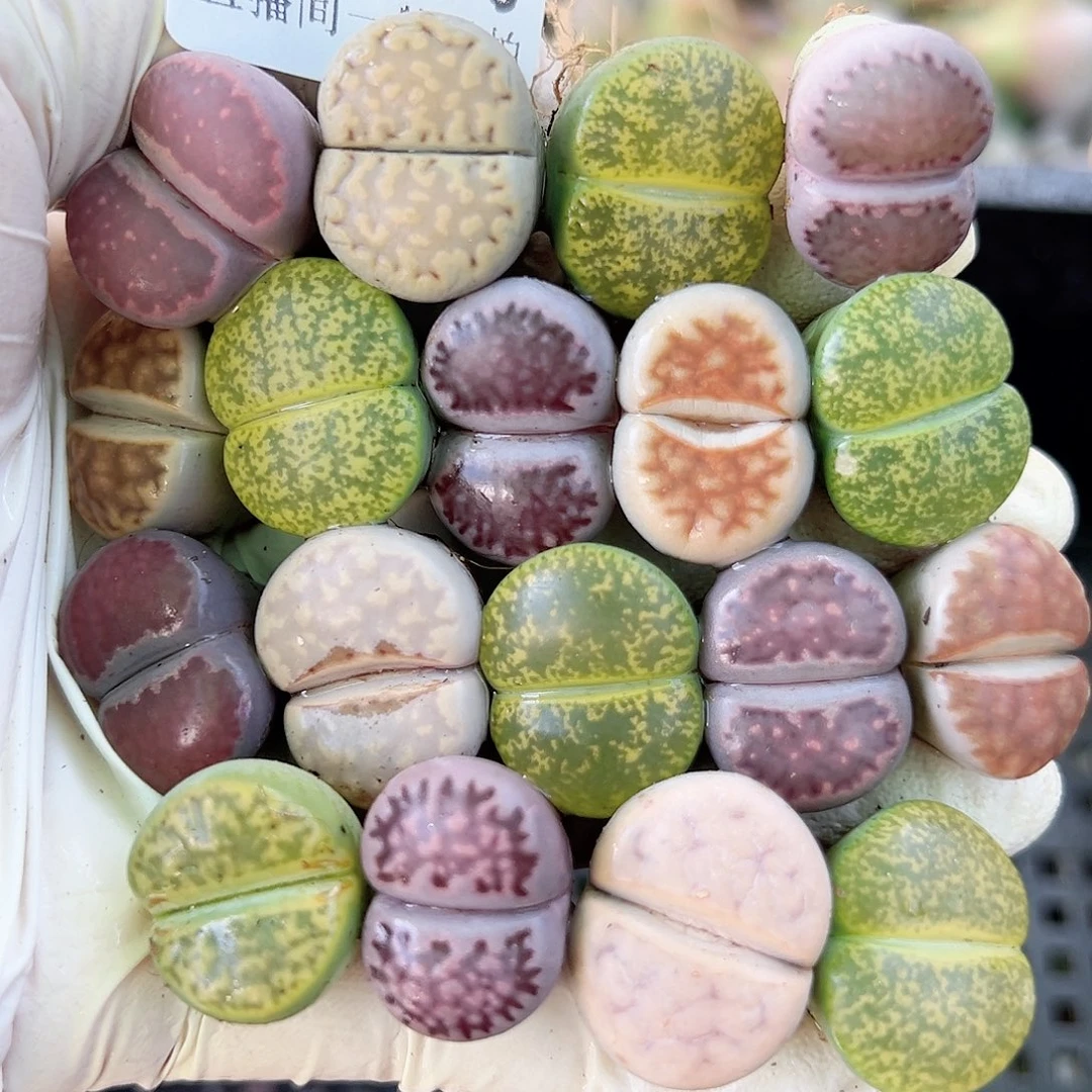 8617 好养易活生石花大母本18个