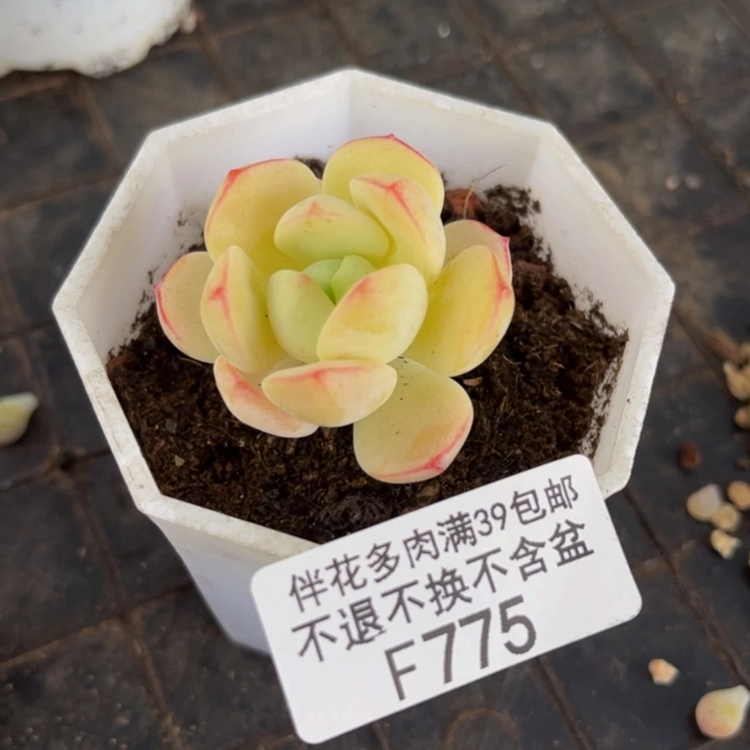 775-香草多肉3cm多肉