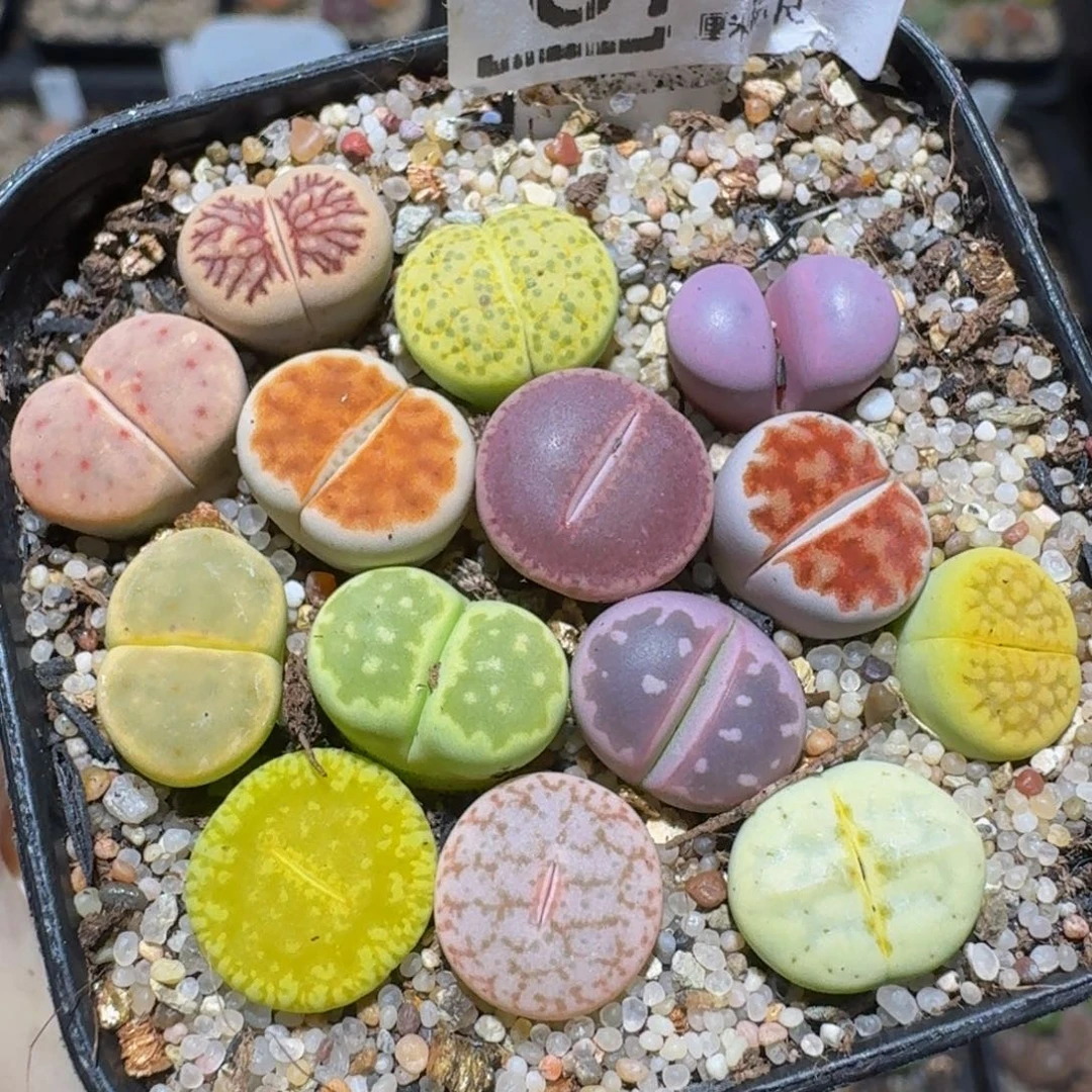 Zzzz精品生石花671