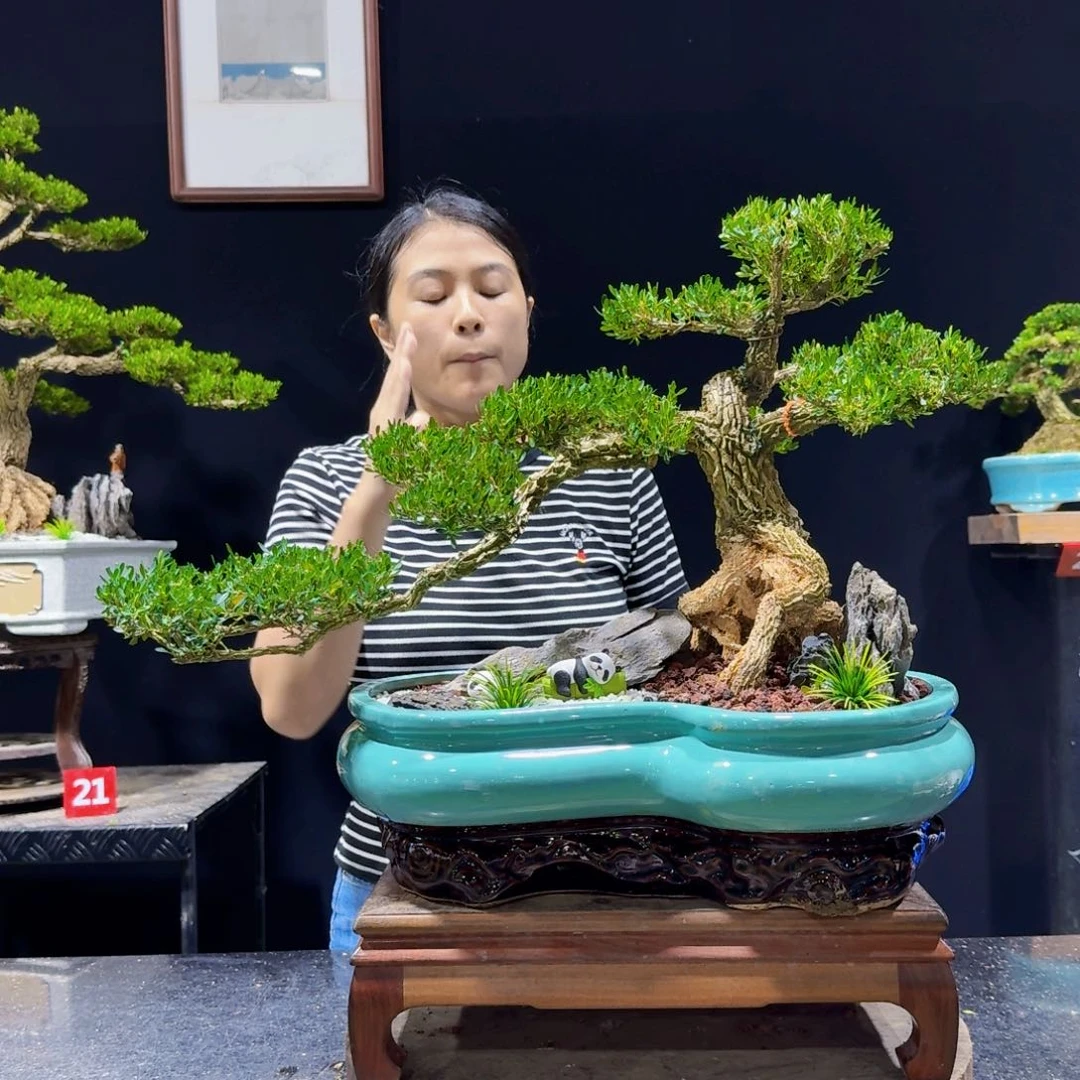 无花朵黄杨盆景黄杨盆景