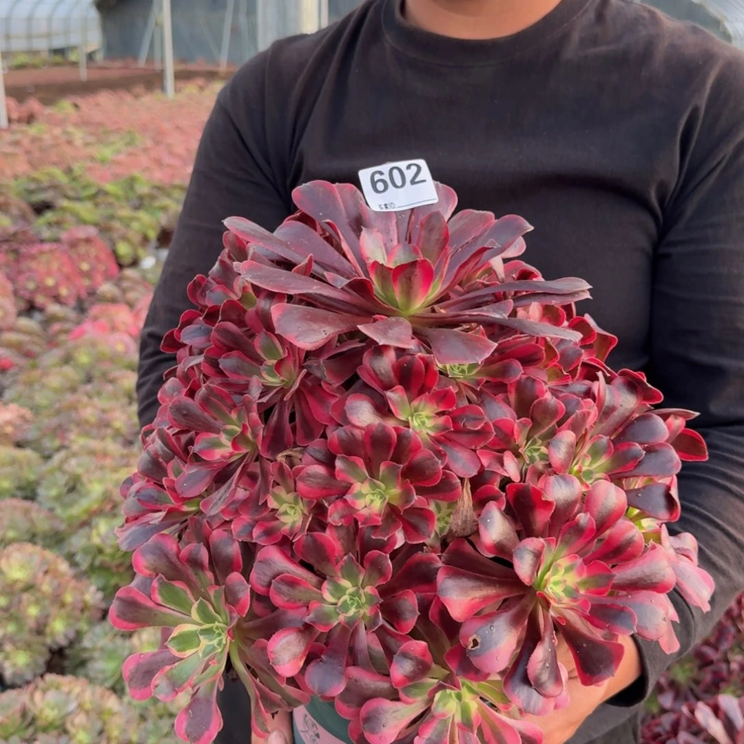 602凤冠多肉植物