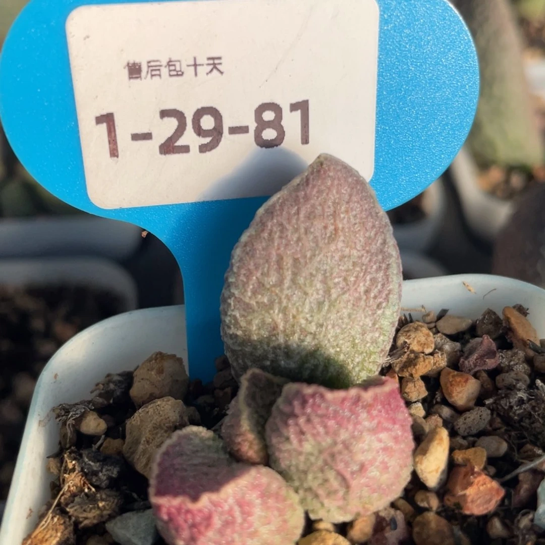 福利。  福利。