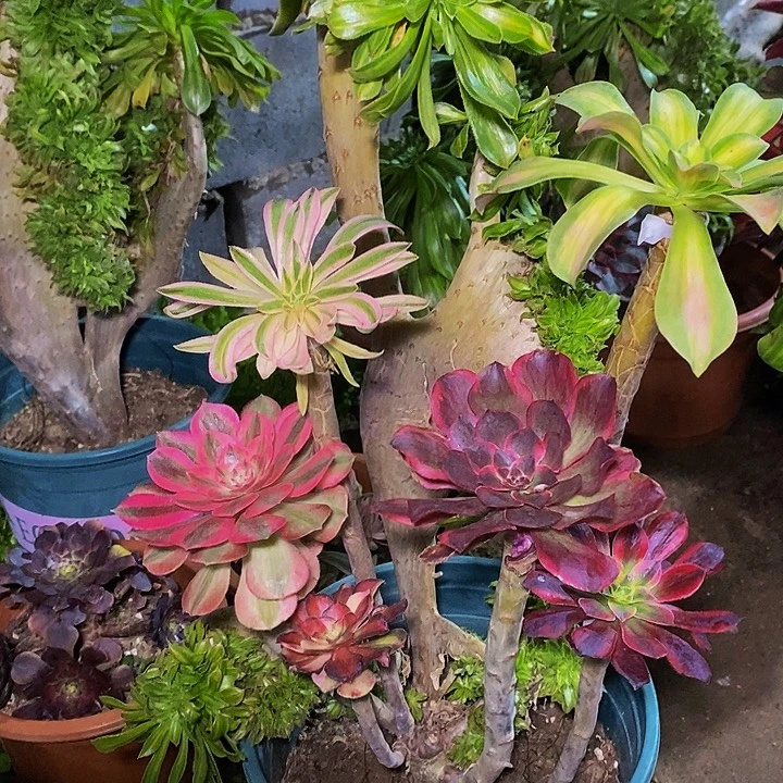 碧螺春嫁接缀化多肉