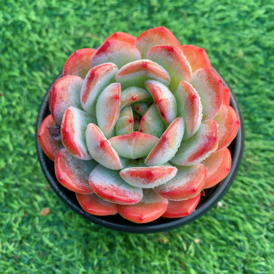 全明星单头6-8CM【花界草堂】精品多肉阳台盆栽新手易养一单包邮