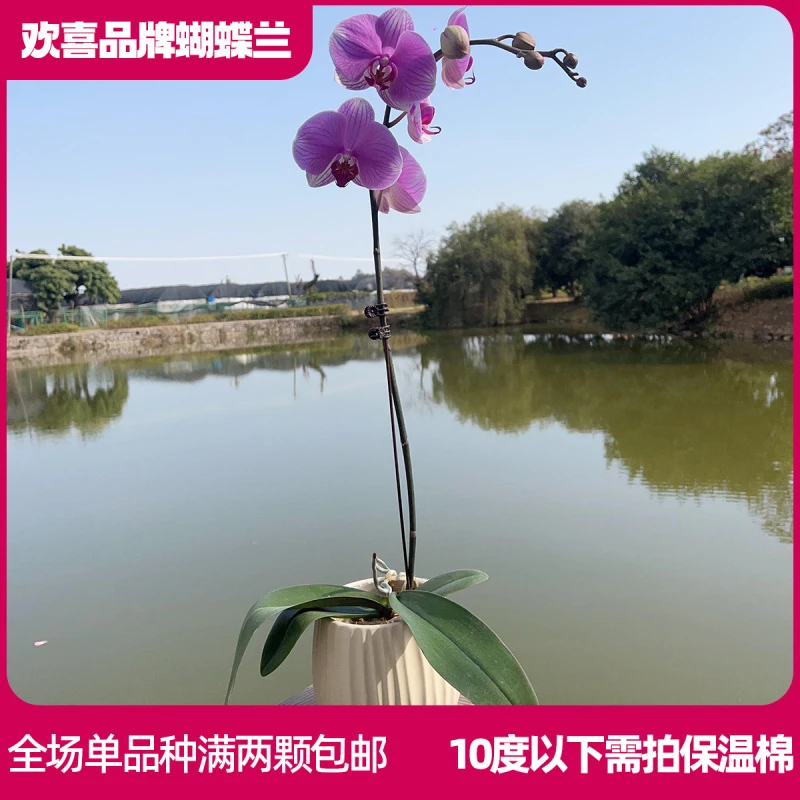 【水蜜桃】精品蝴蝶兰鲜花绿植室内花盆景