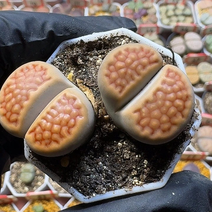 双***楼生石花111111。   80
