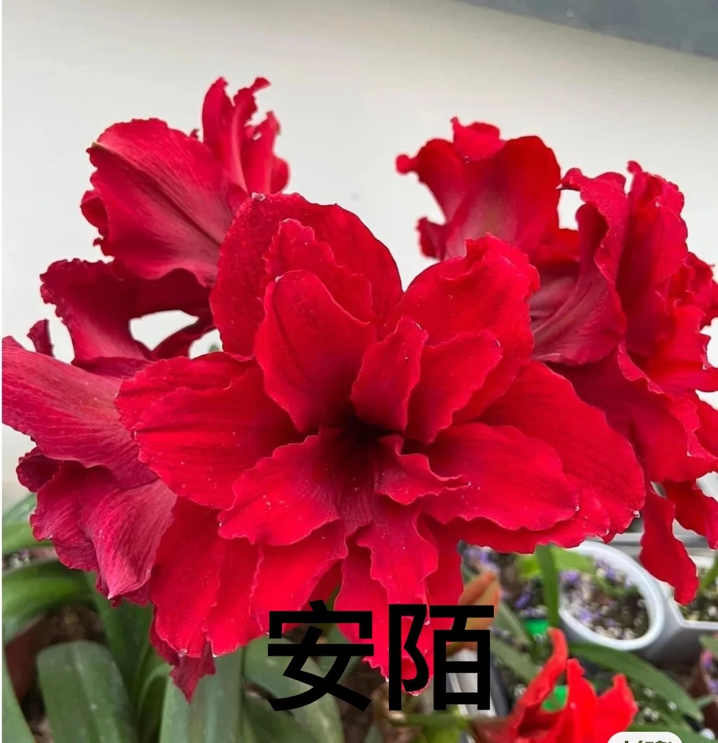 【安陌】包对版朱顶红重瓣