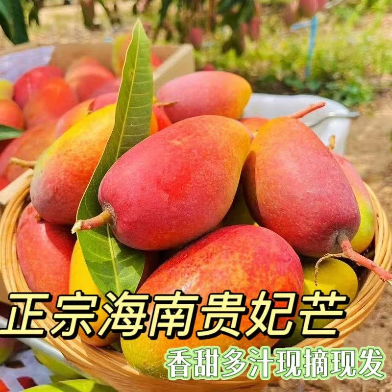 B【海南贵妃芒】带箱5斤中大果香甜多汁应季水果现货包邮催熟食用