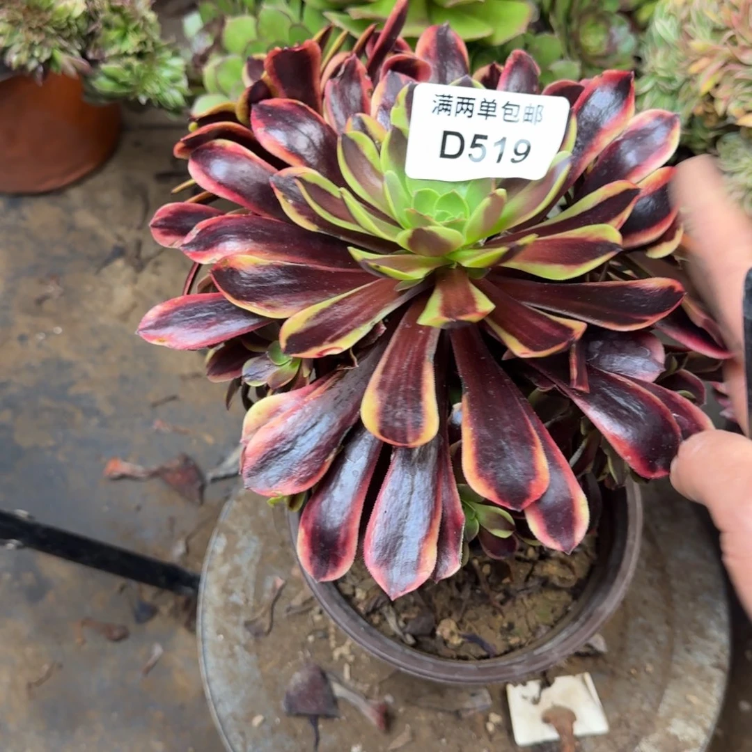 519欧嘉莉法师多肉