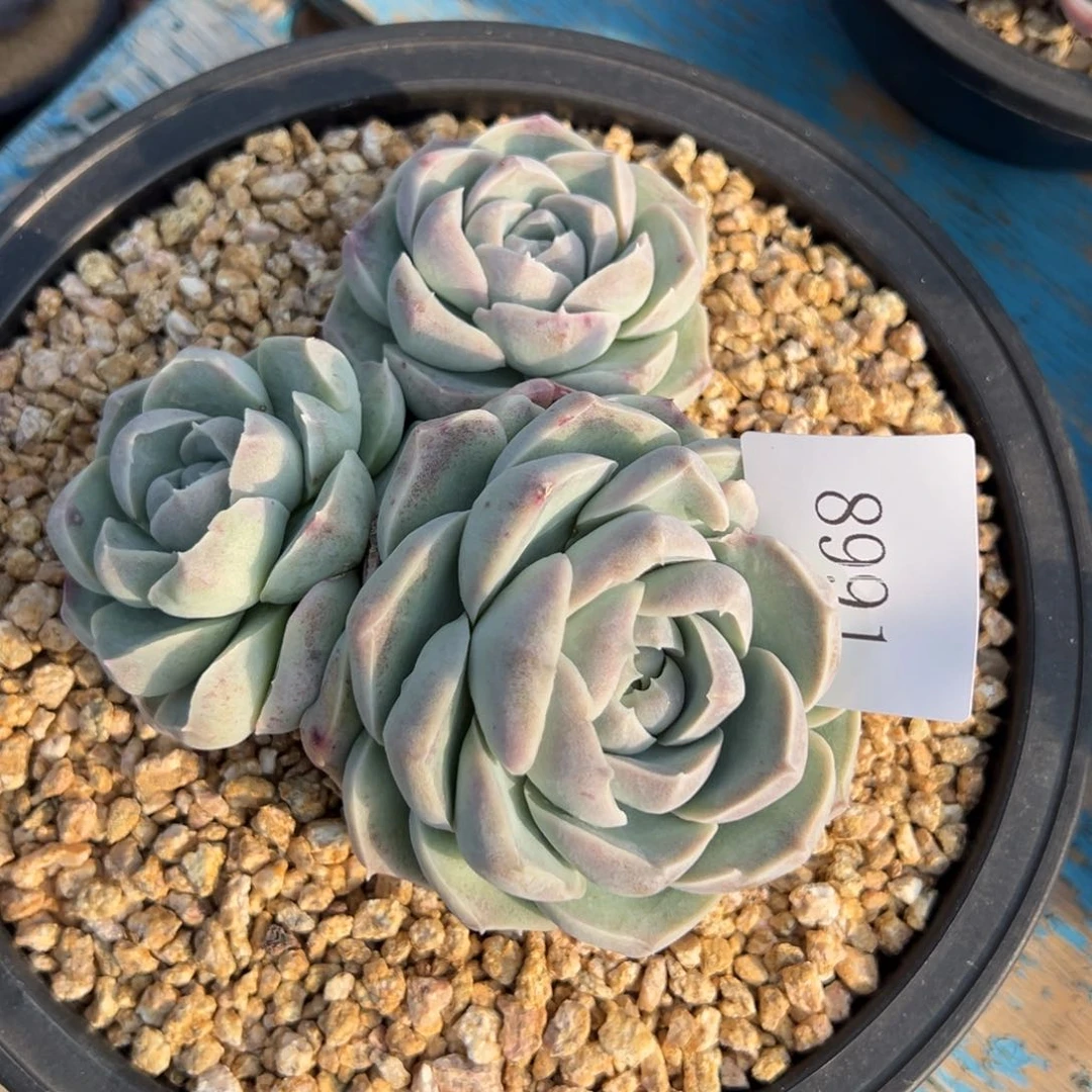 L*k8991多肉多多多多多不包整