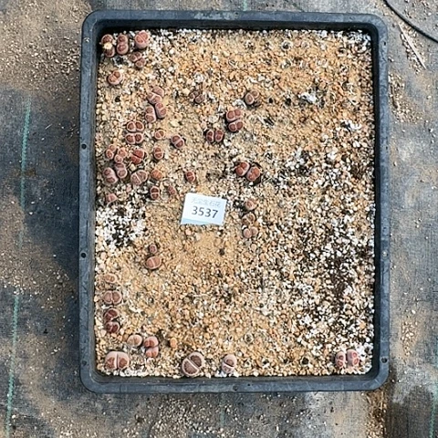 H*a3537，菊红窗菊花纹清框特价脱土发货