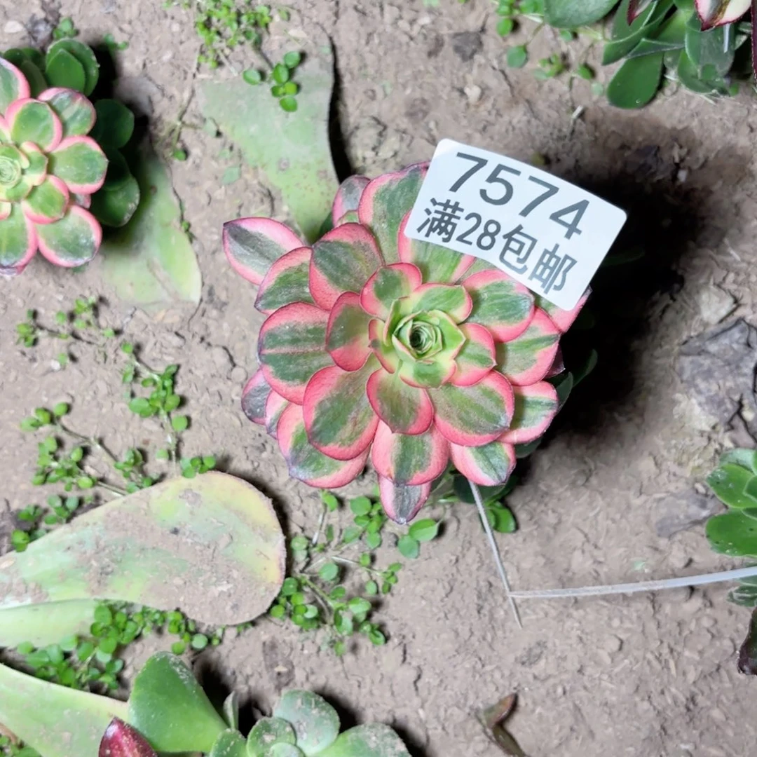 G. 7574玫瑰锦多肉