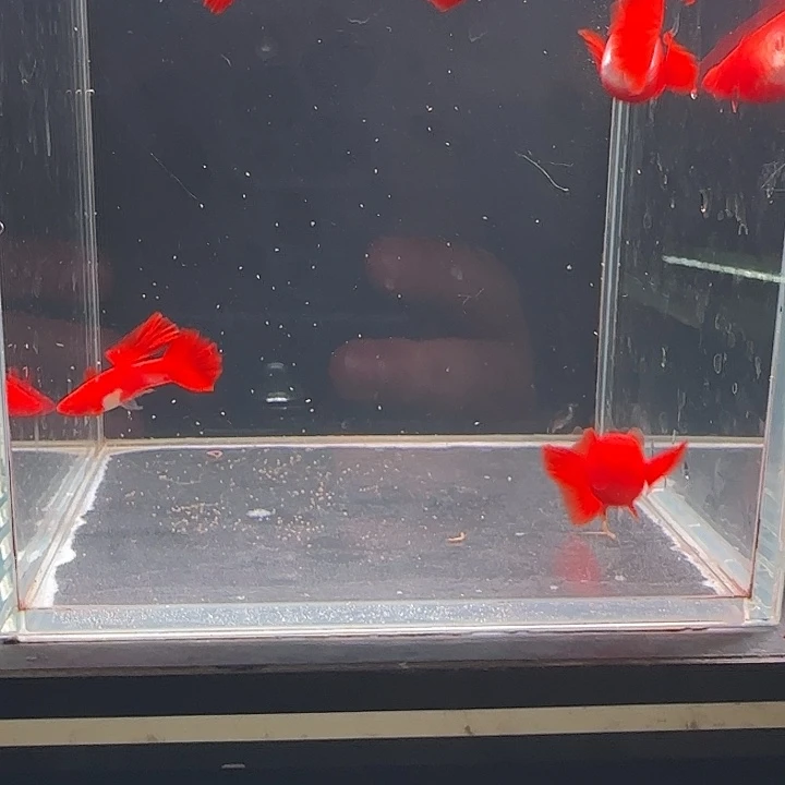 孔雀鱼火麒麟基因通背包肚分水3对送一母