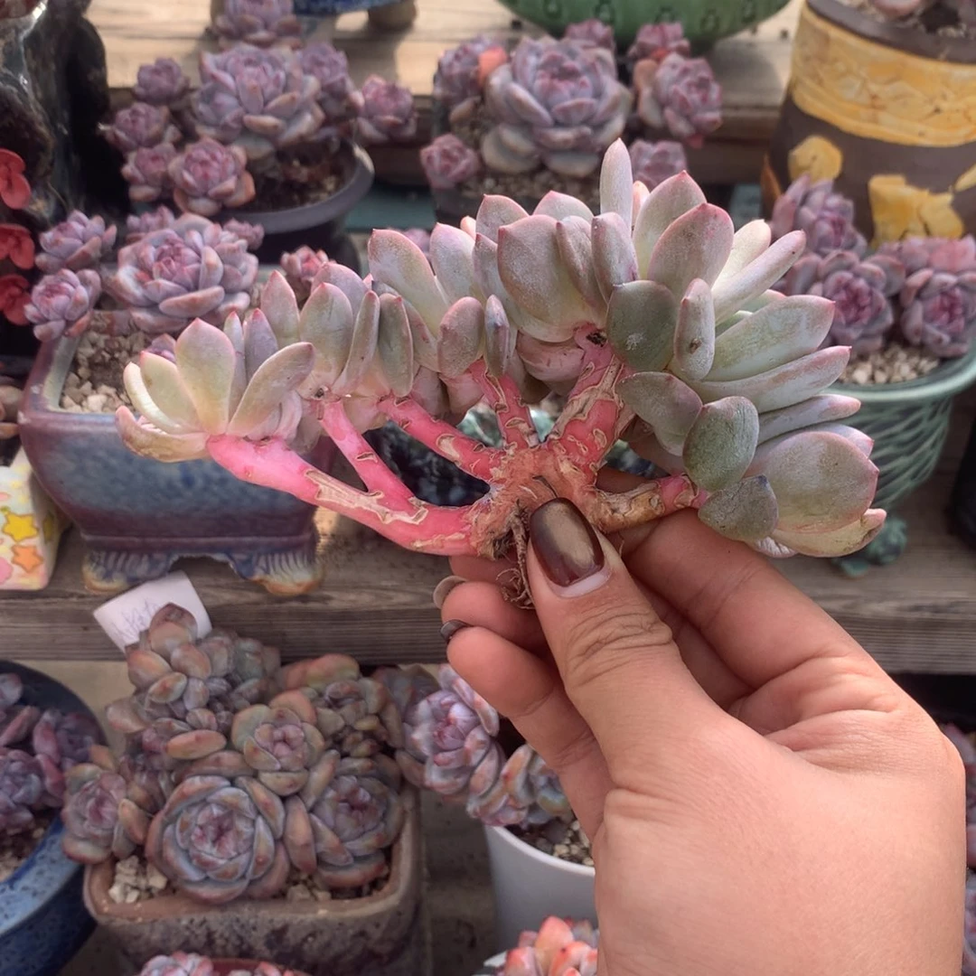 石榴籽小树花花花