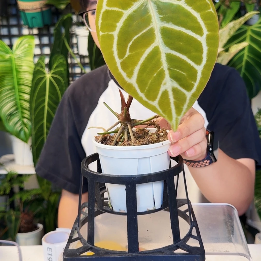 不开花植物E193 粉铜