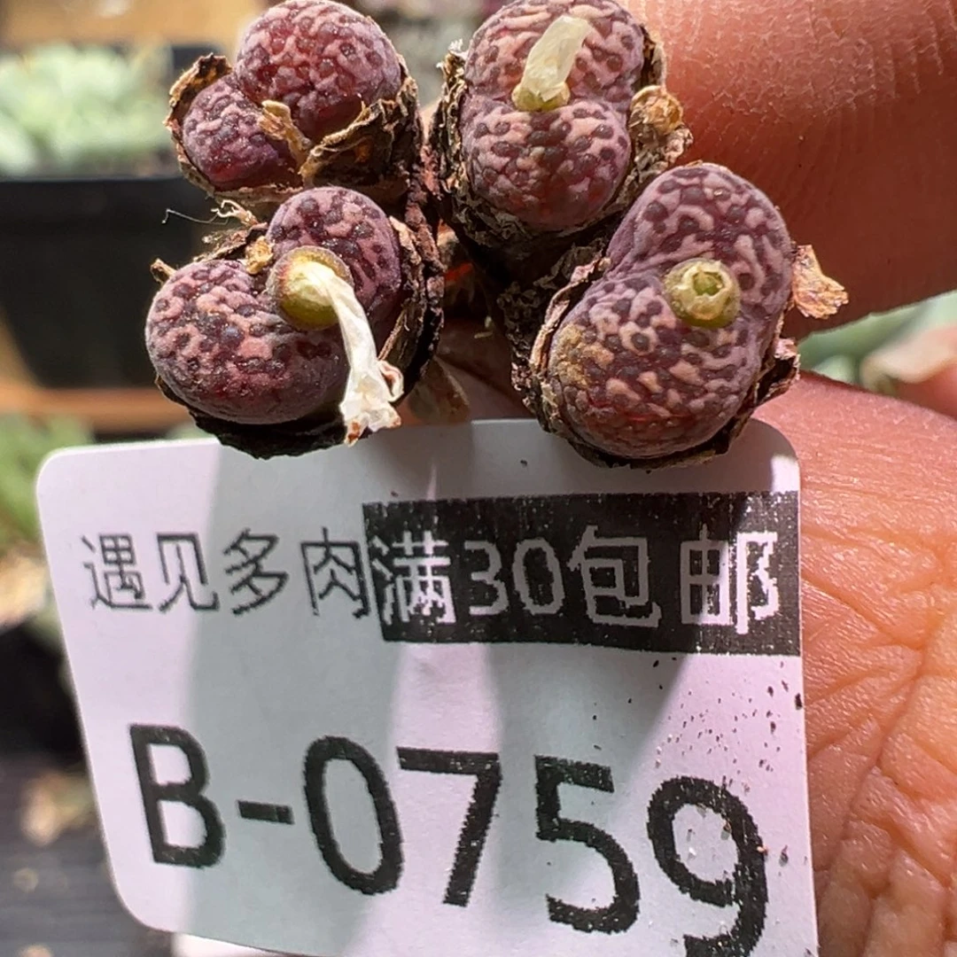 多肉植物1111111111111