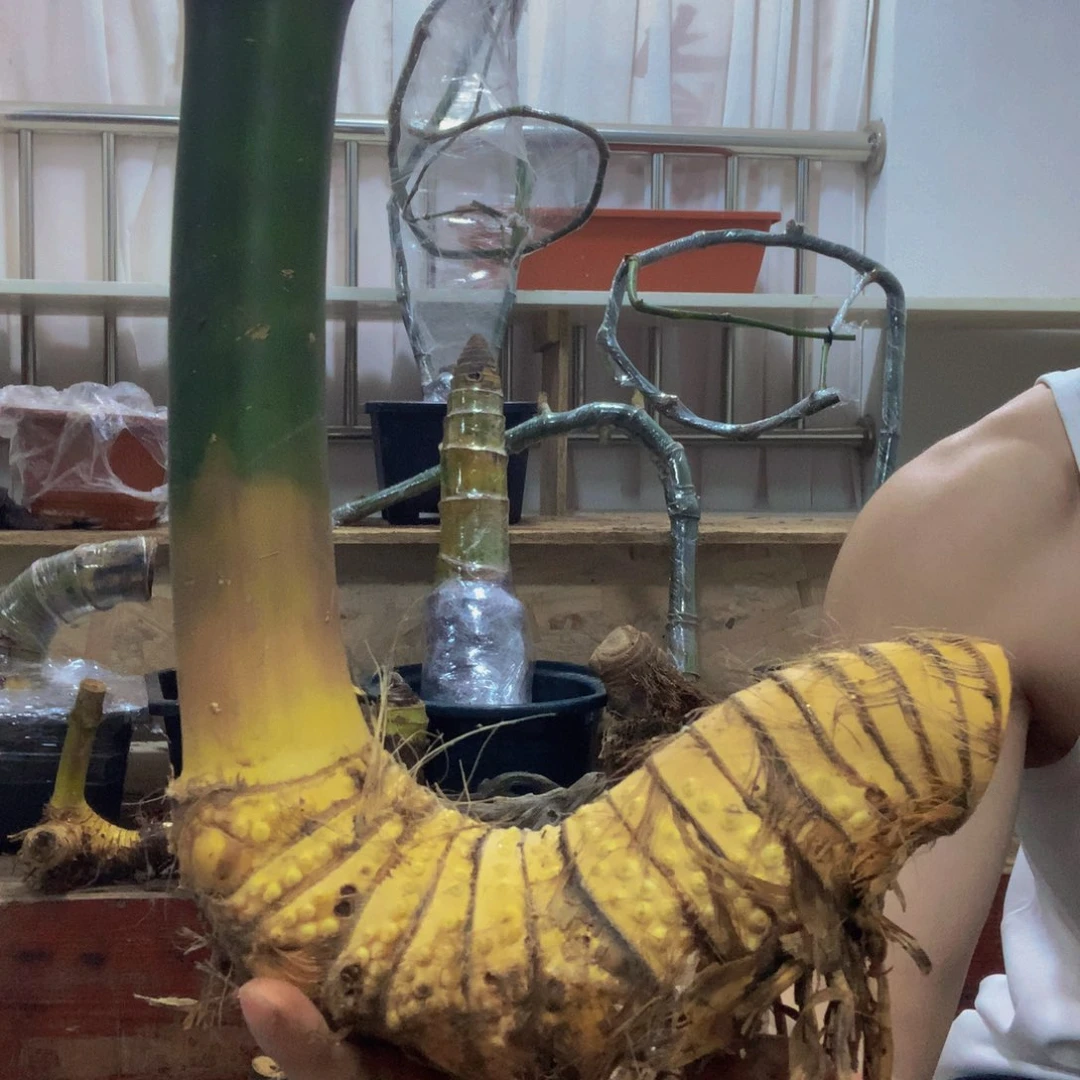 无花朵小叶簕竹四季常青