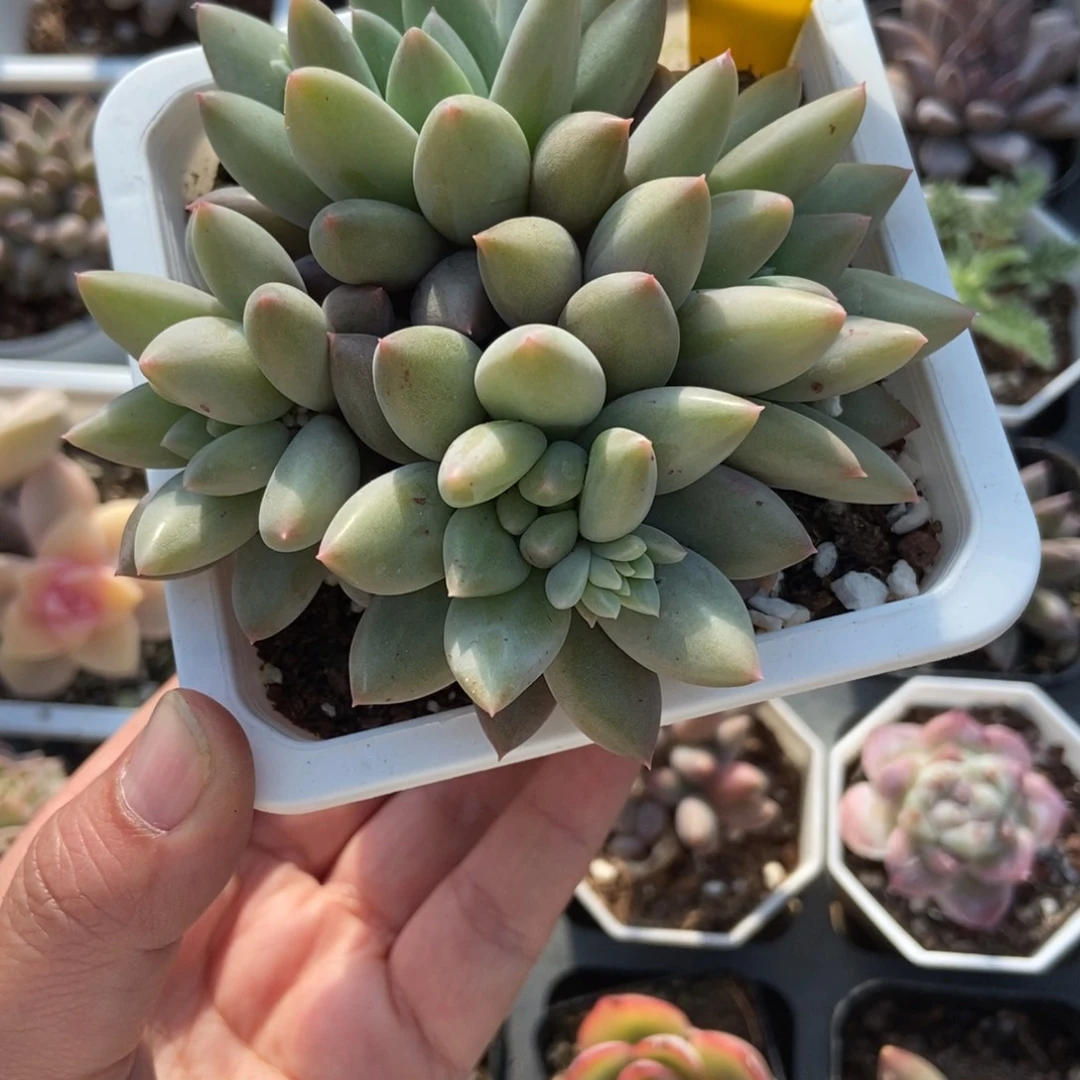 616水晶球多肉植物