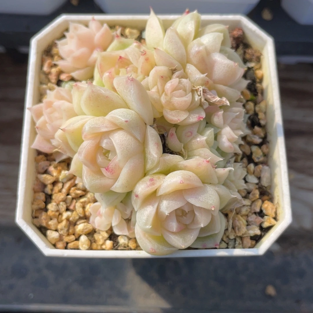 S优选麦杆多肉福利2747