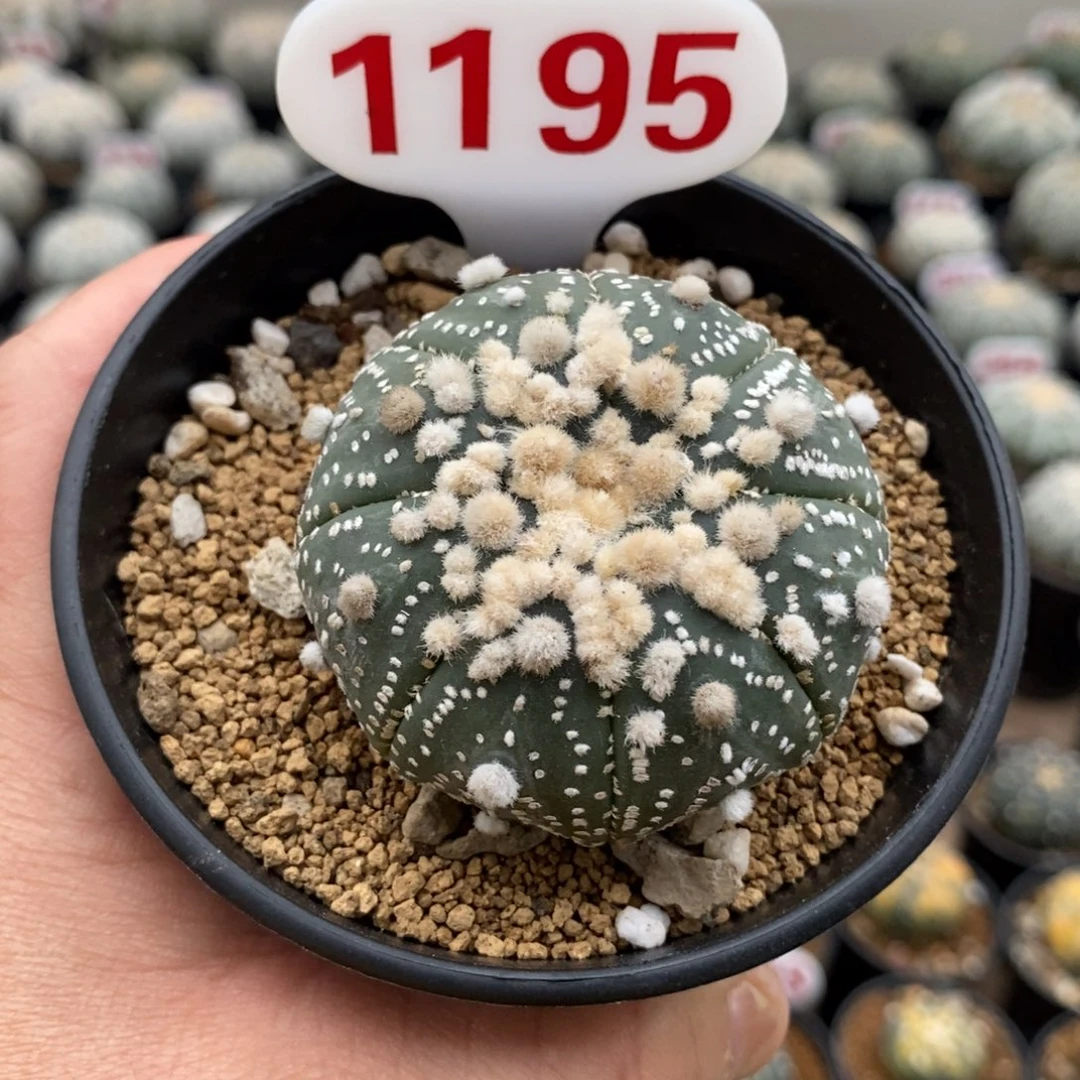 1195顶绒花园福利