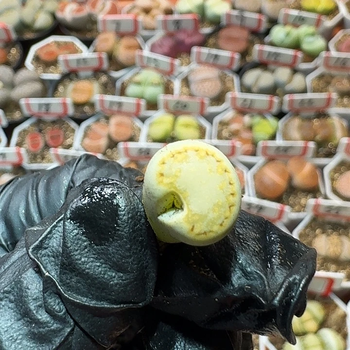 生石花222:/。  233 高腿