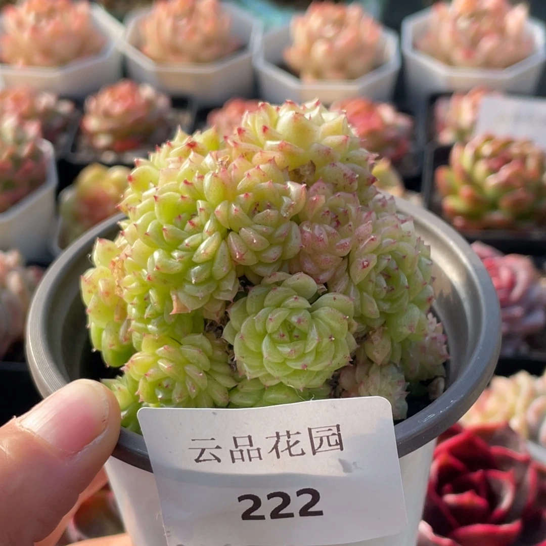 时***苒222号糖心冰心珍妮 不包整