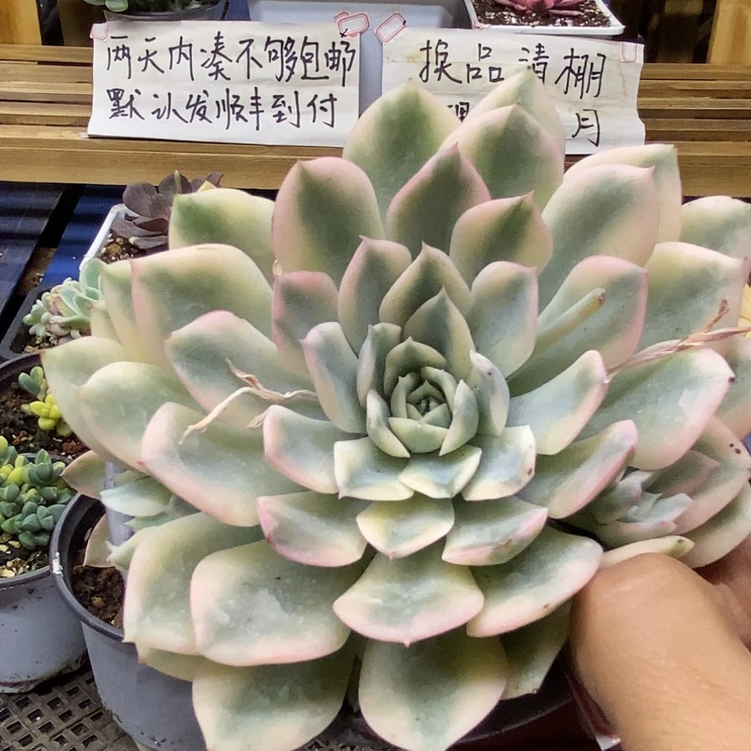 29106 月亮仙子白覆轮锦