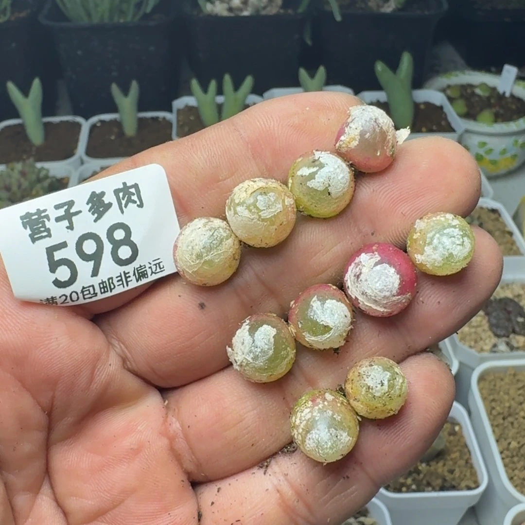 灯泡1.0以上。