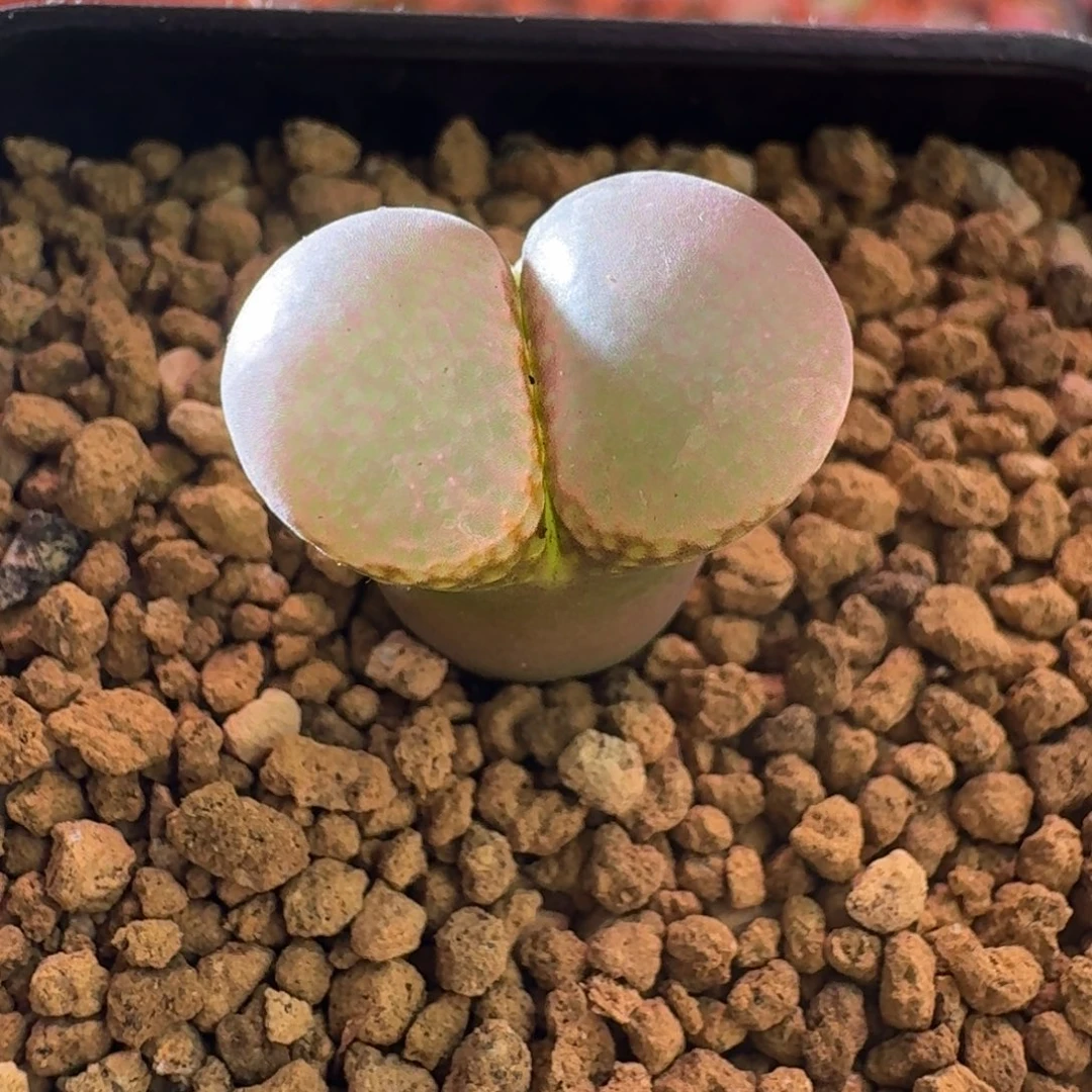 云缦精品番杏15.6 粉蘑菇头