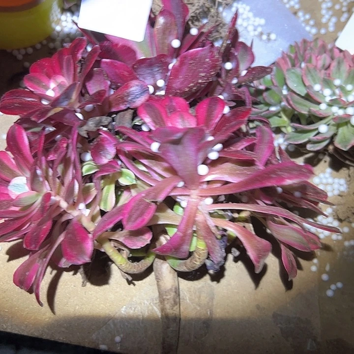 醉**垣法师多肉一物一拍84