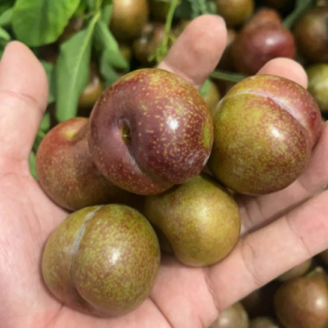 新鲜现摘现发漳州发货福建红心李三华李