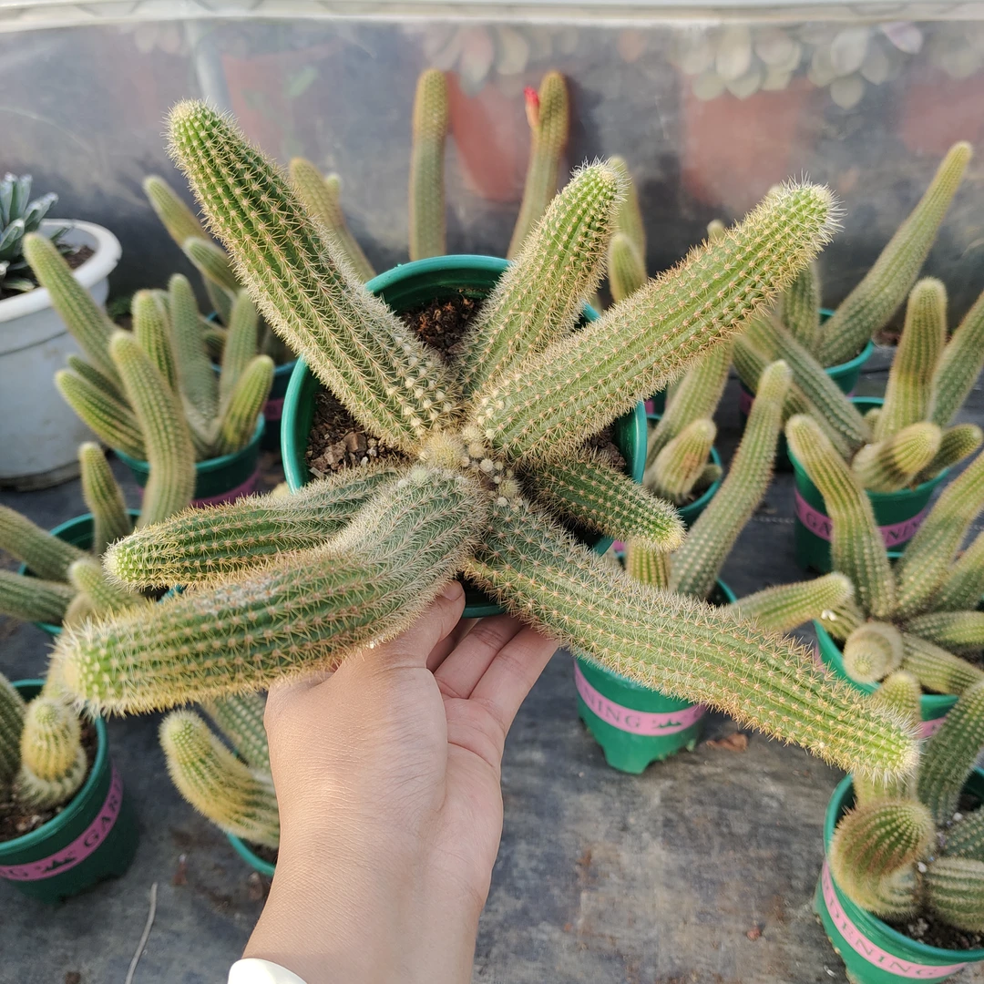 （带盆带土）双色金妞适合新手好养办公室绿植盆栽