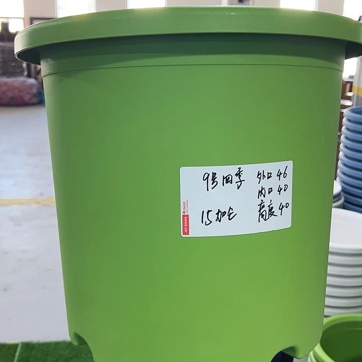 特价9号四季口46高40果绿无托2只